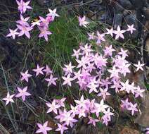 Image of Gyrandra tenuifolia (M. Martens & Galeotti) G. Mansion