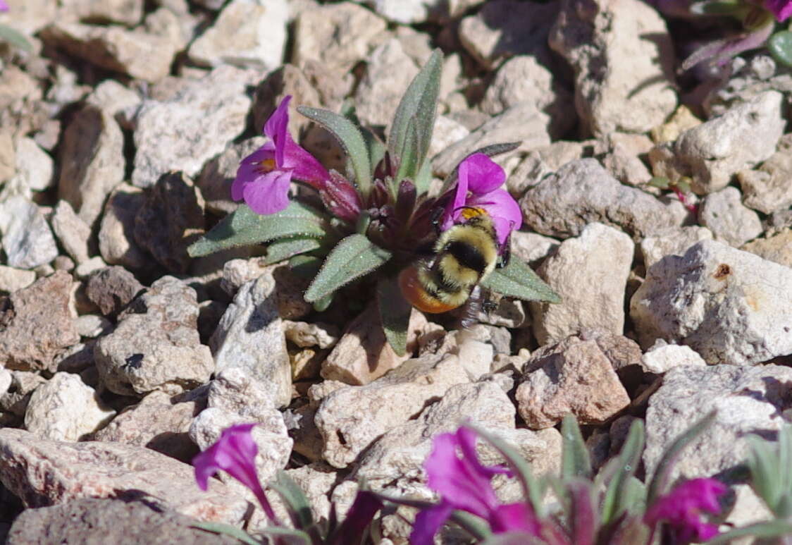 Image of Hunt Bumble Bee