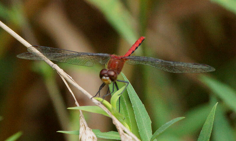 Image of Ruby Meadowhawk