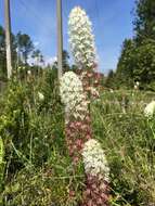 Image of Stenanthium densum (Desr.) Zomlefer & Judd