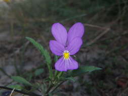 Слика од Viola tricolor subsp. curtisii (E. Forster) Syme