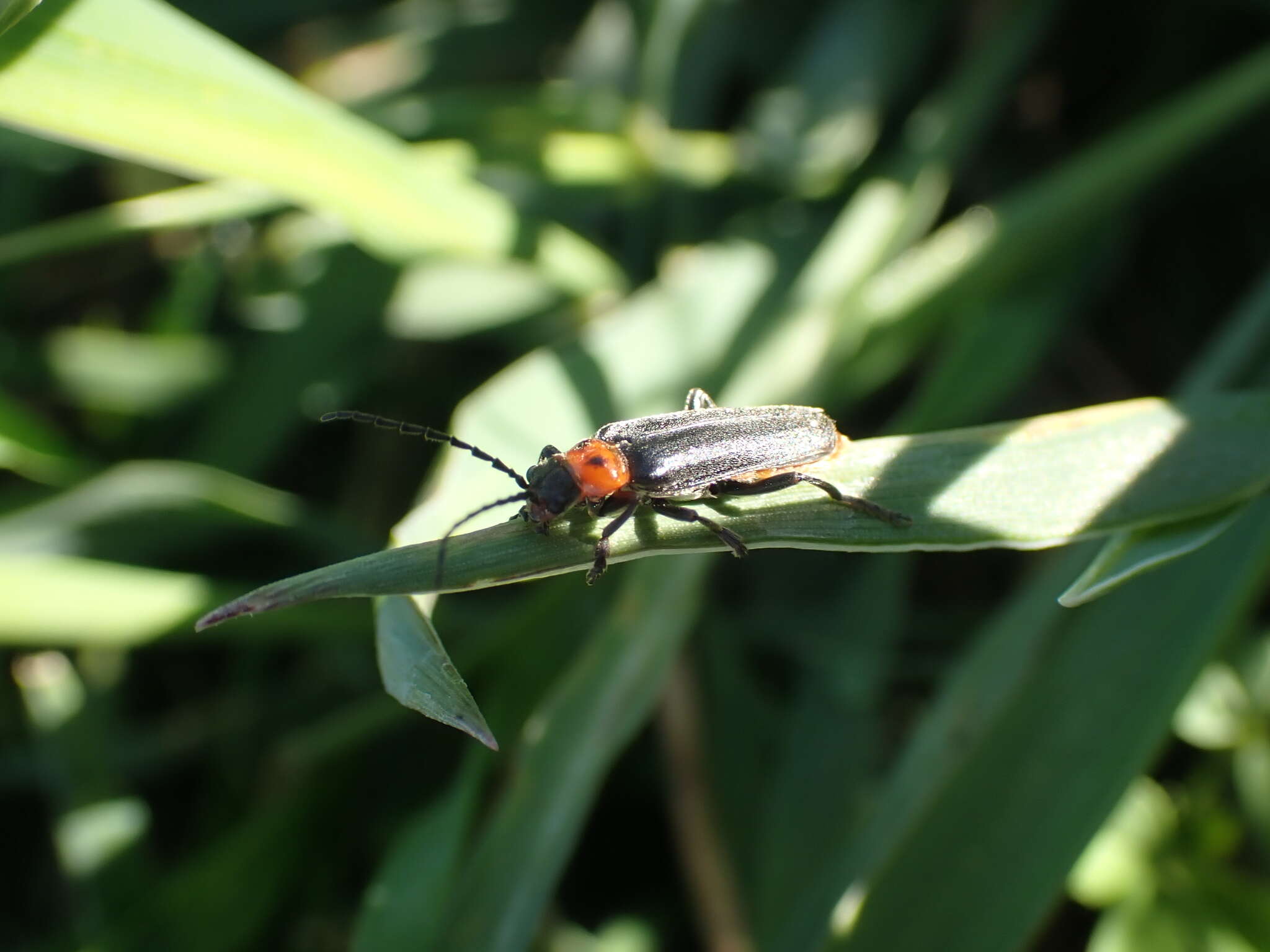 Image de Cantharis alticola (Le Conte 1881)