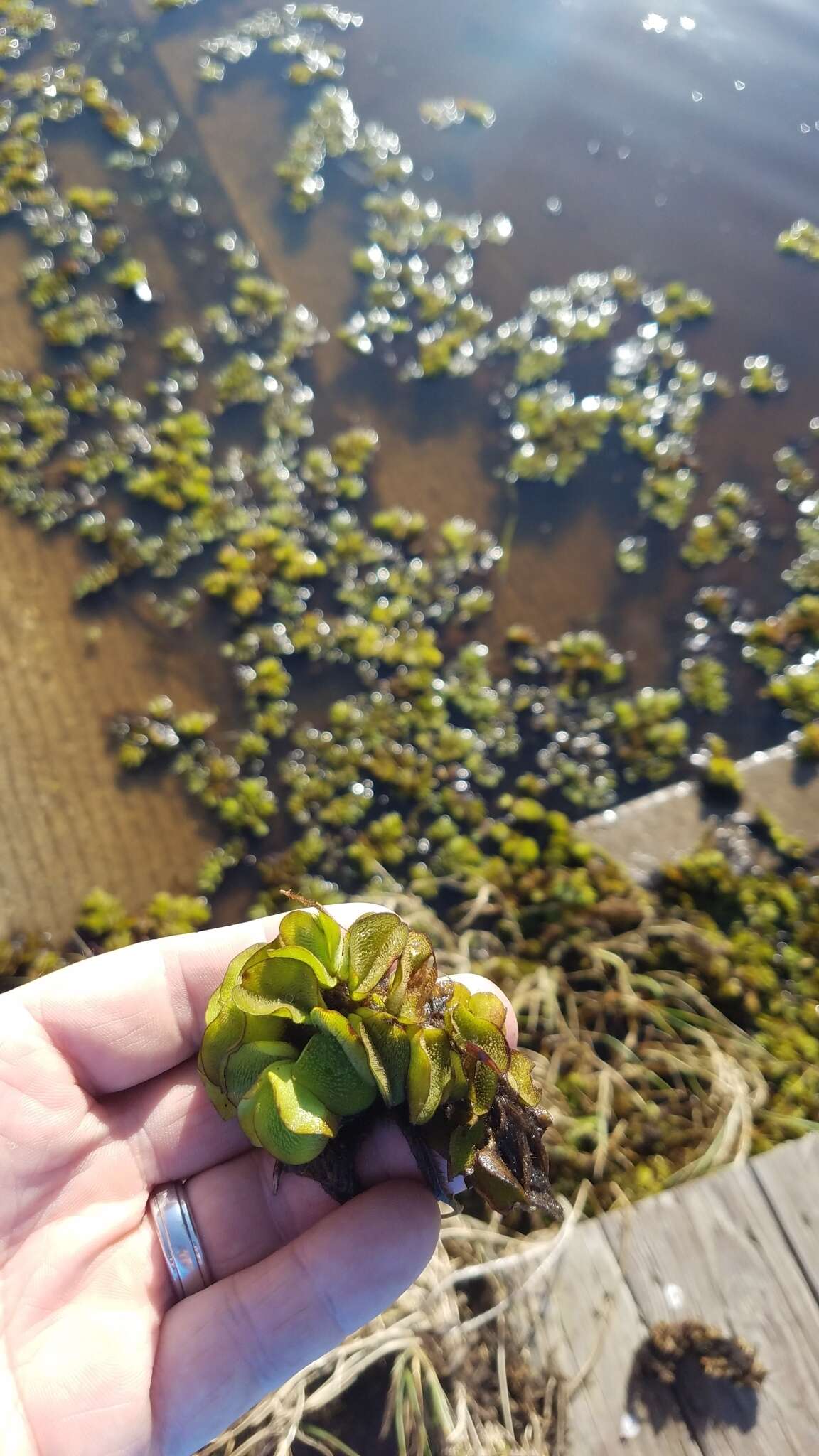 Image of Kariba-Weed