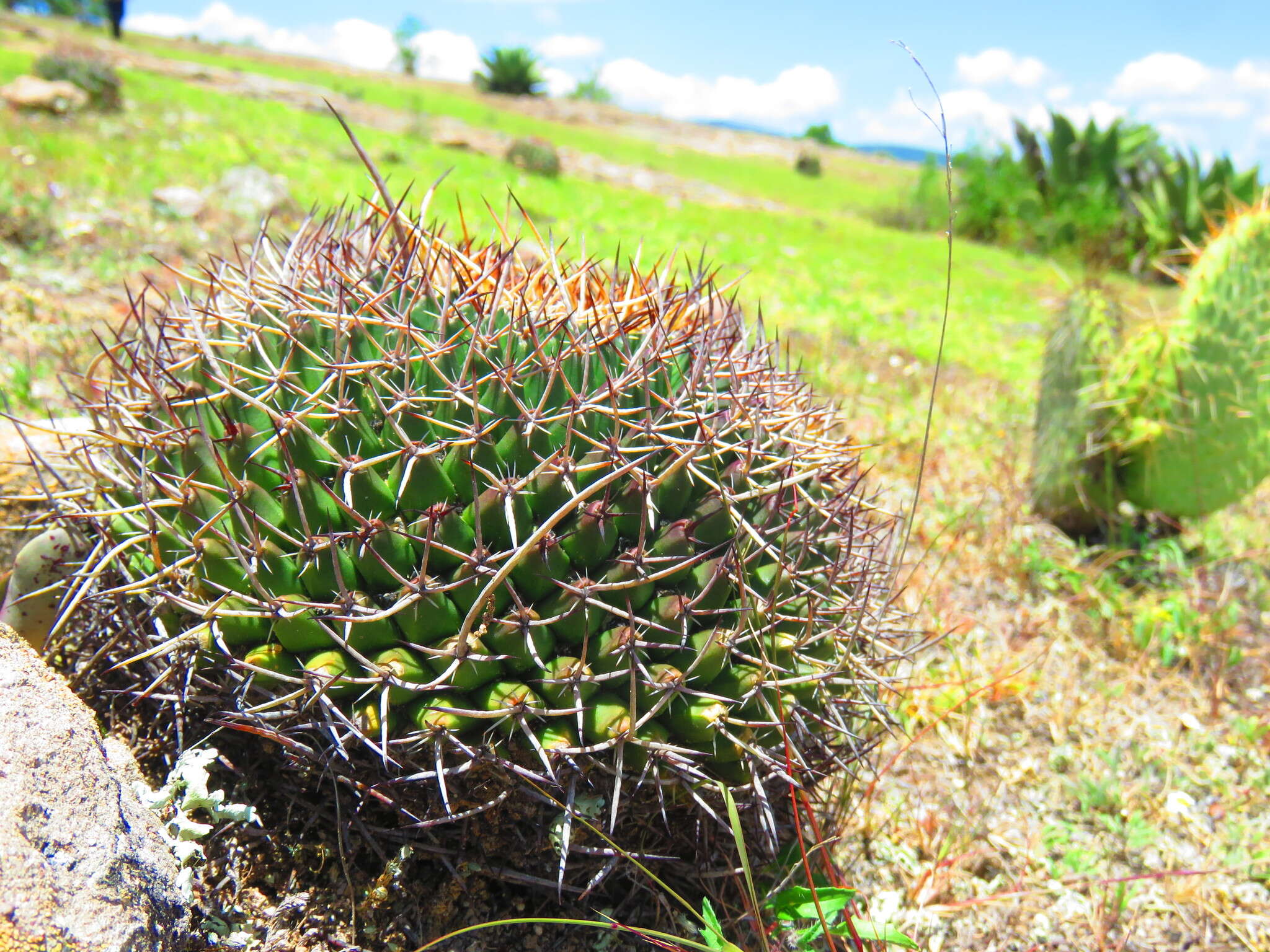 Image de Mammillaria mystax Mart.