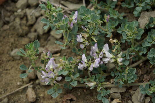 Image of Medicago daghestanica Rupr.