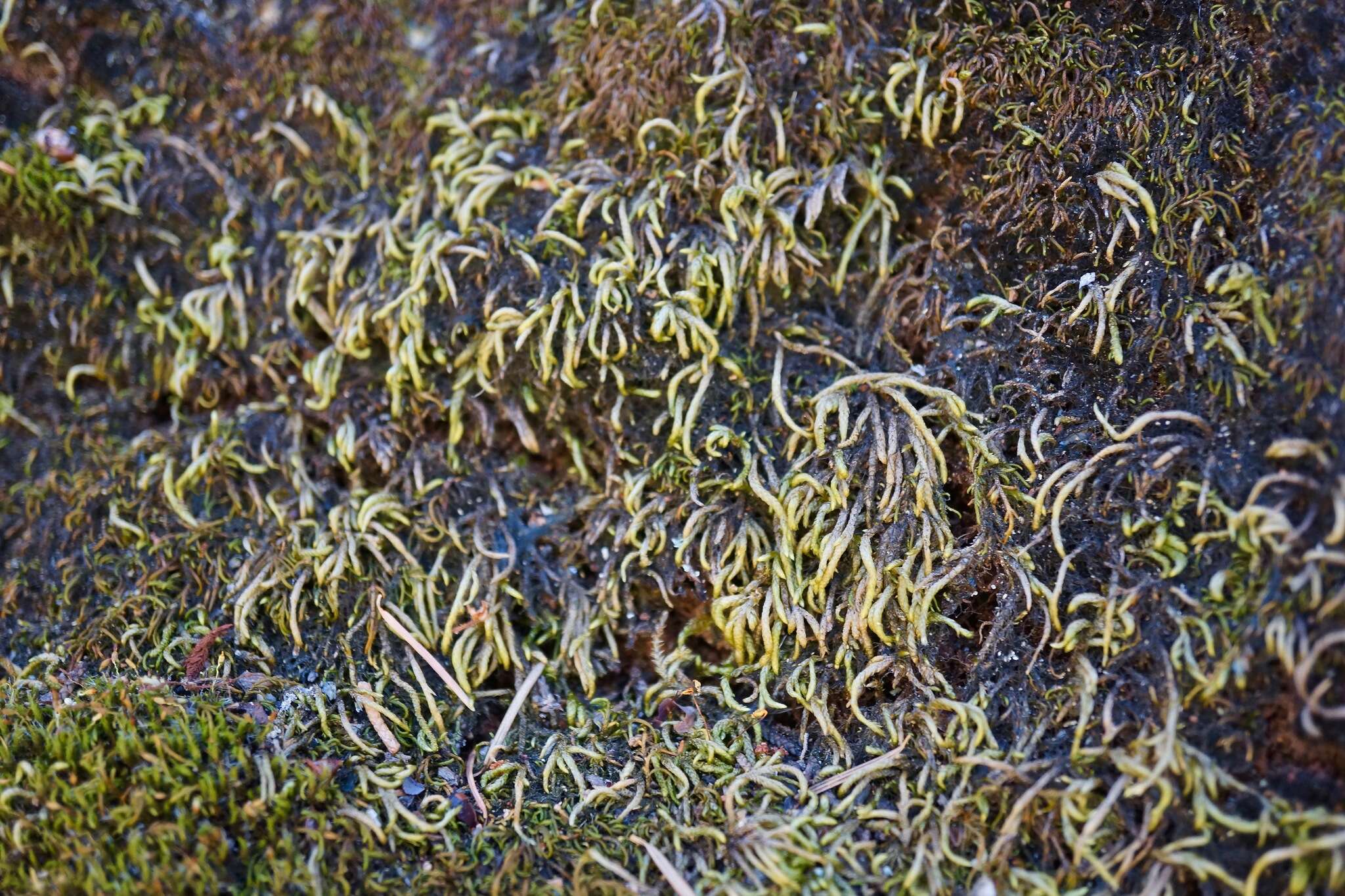 Image of serpentine pseudoleskeella moss