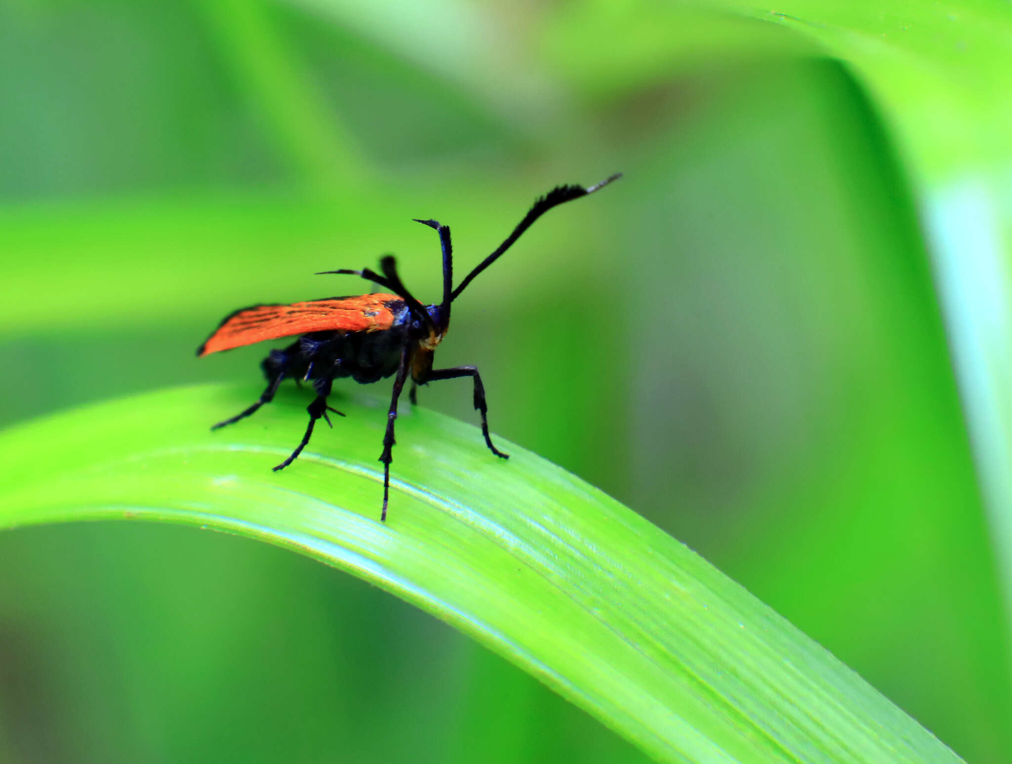 Слика од Snellenia lineata Walker 1856