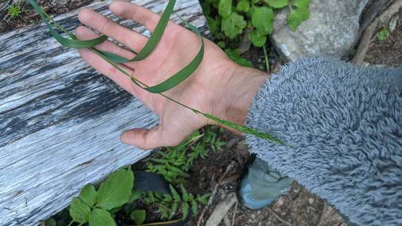 Imagem de Elymus glaucus subsp. glaucus