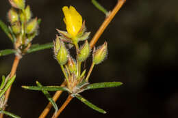 Image of Hibbertia fasciculiflora K. R. Thiele