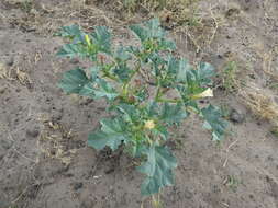 Image de Datura ferox L.