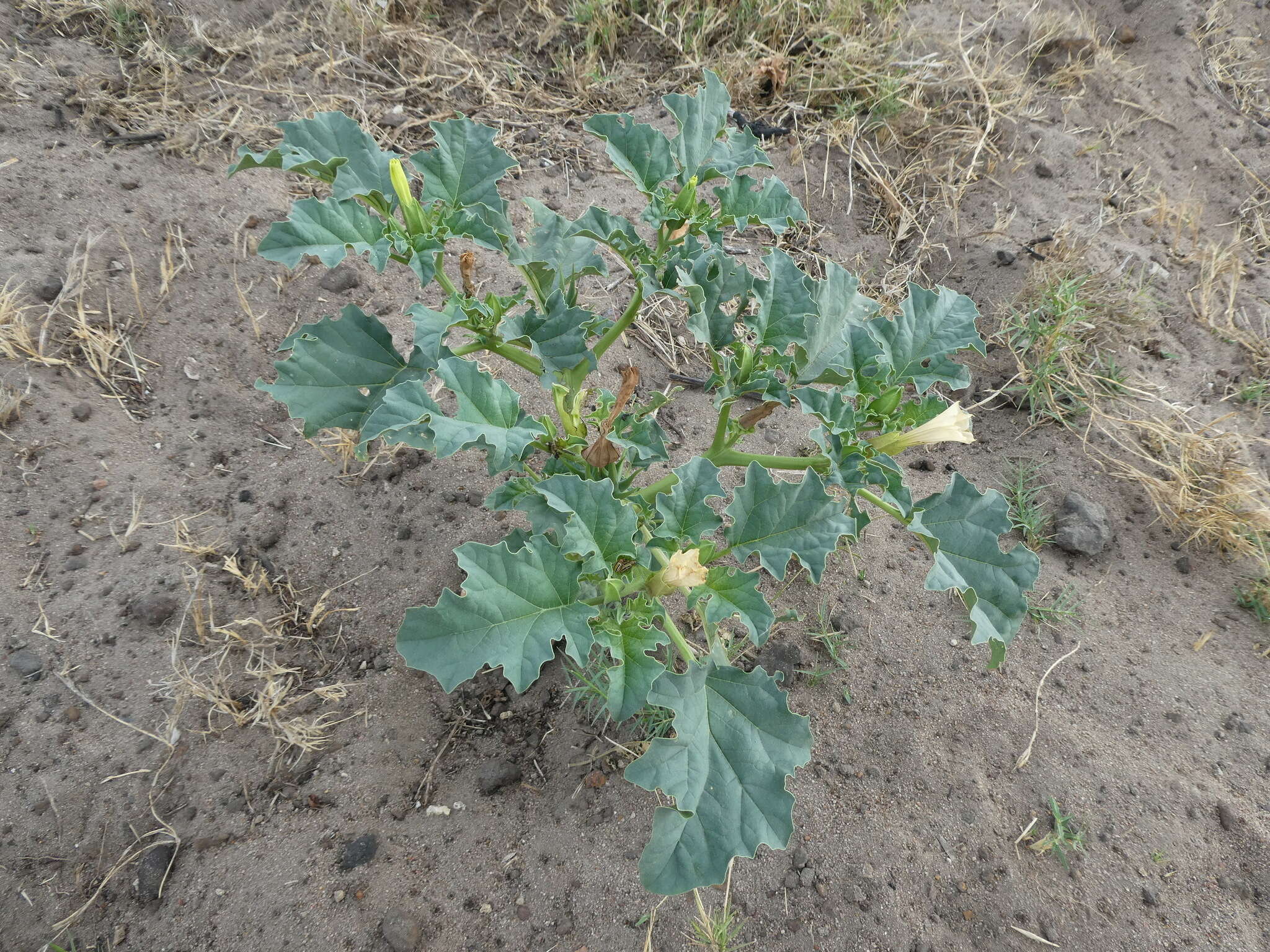 Image de Datura ferox L.