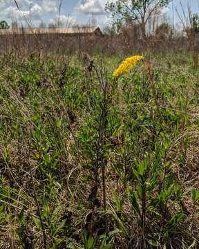 Image of pine barren goldenrod