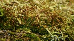 Image of ptychomitrium moss