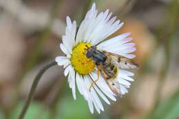 Image of Ferdinandea fumipennis Kassebeer 1999