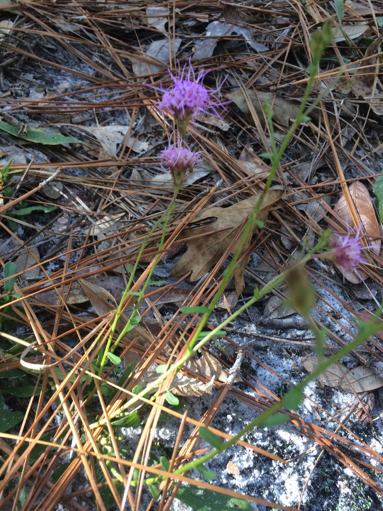 Image of sandywoods chaffhead