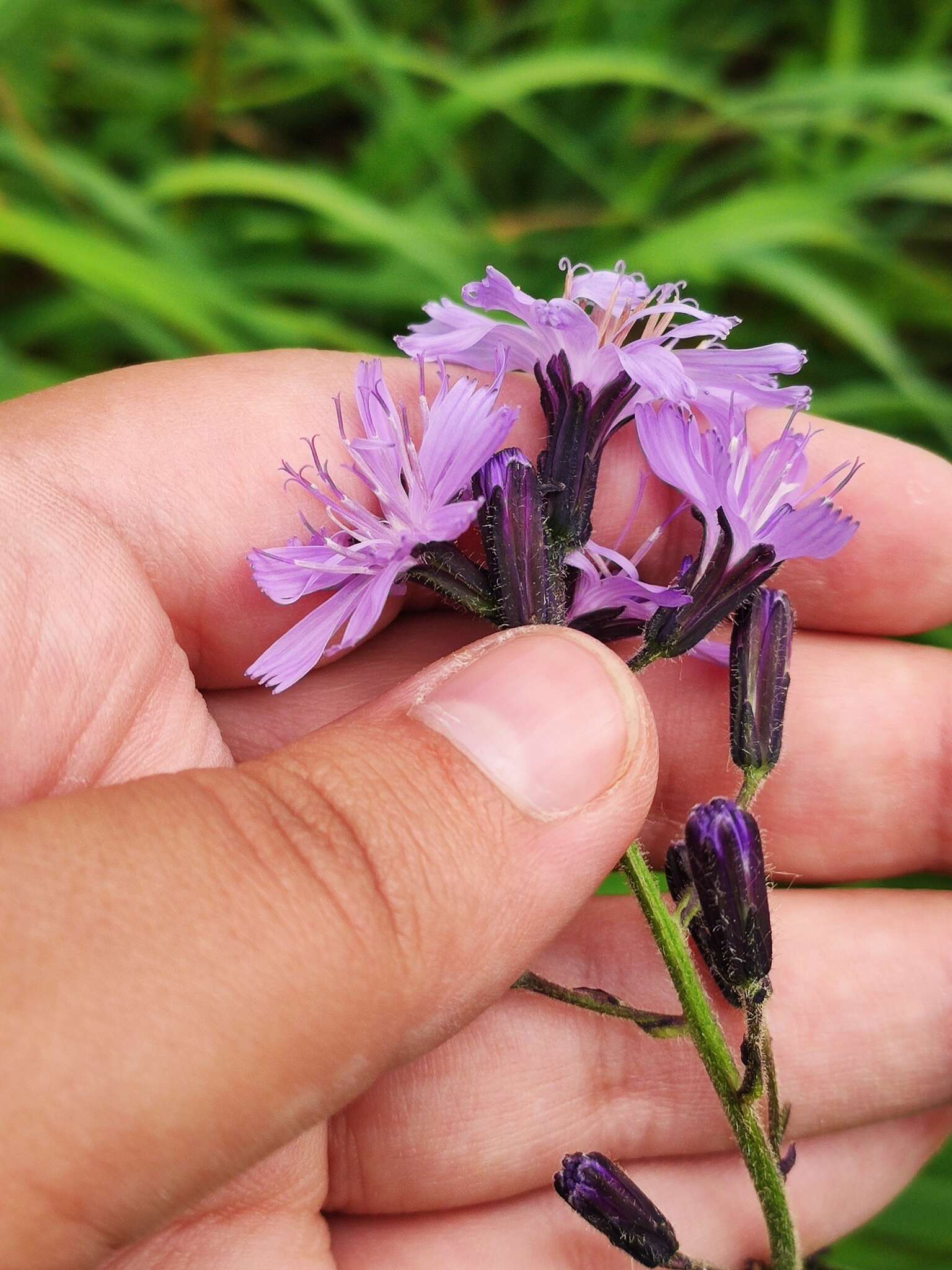 Image of Cicerbita azurea (Ledeb.) Beauv.