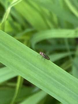 Image of Opomyza germinationis (Linnaeus 1758)