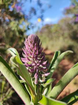 Image of Lobelia brasiliensis A. O. S. Vieira & G. J. Sheph.