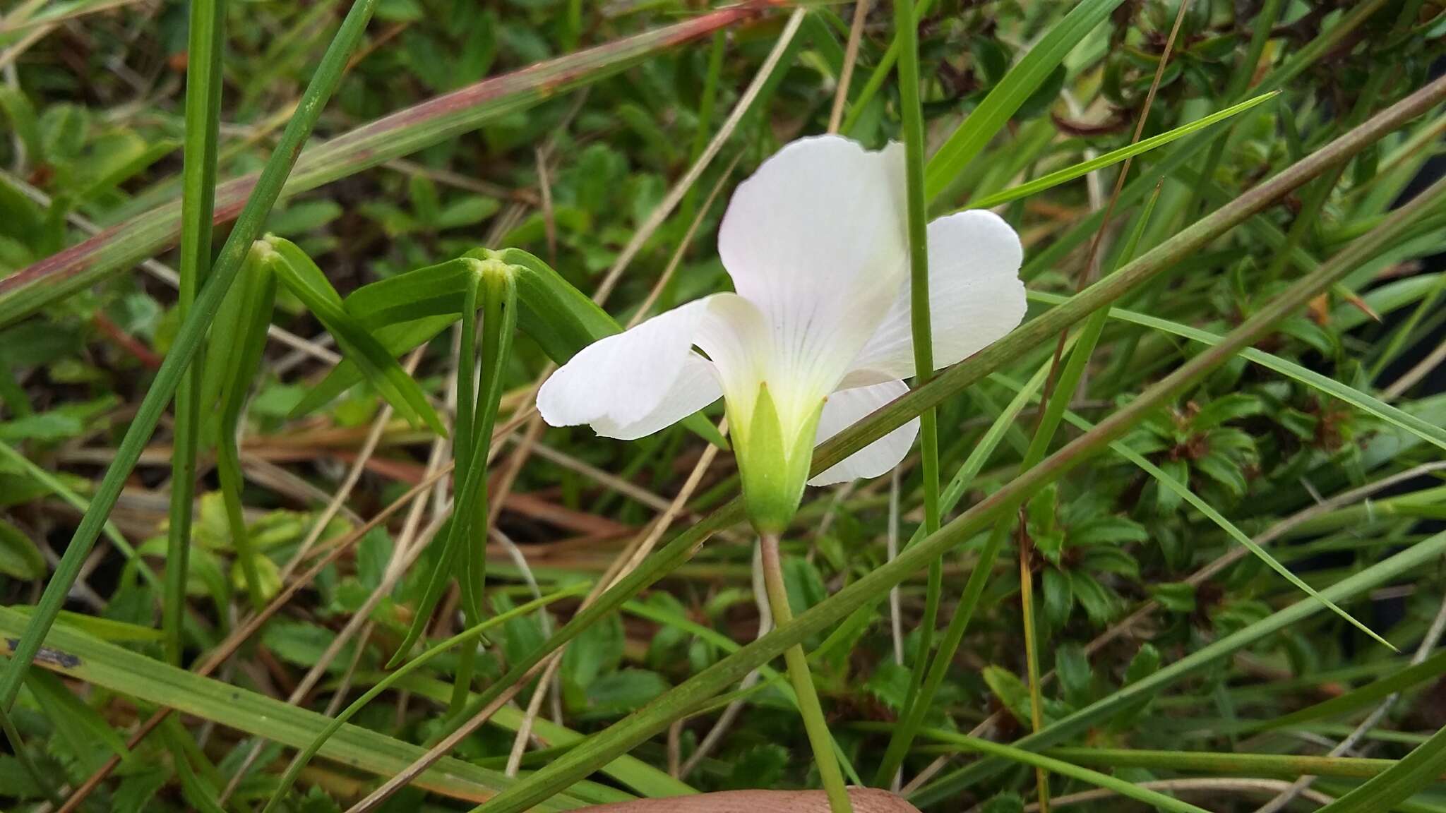 Imagem de Oxalis smithiana Eckl. & Zeyh.