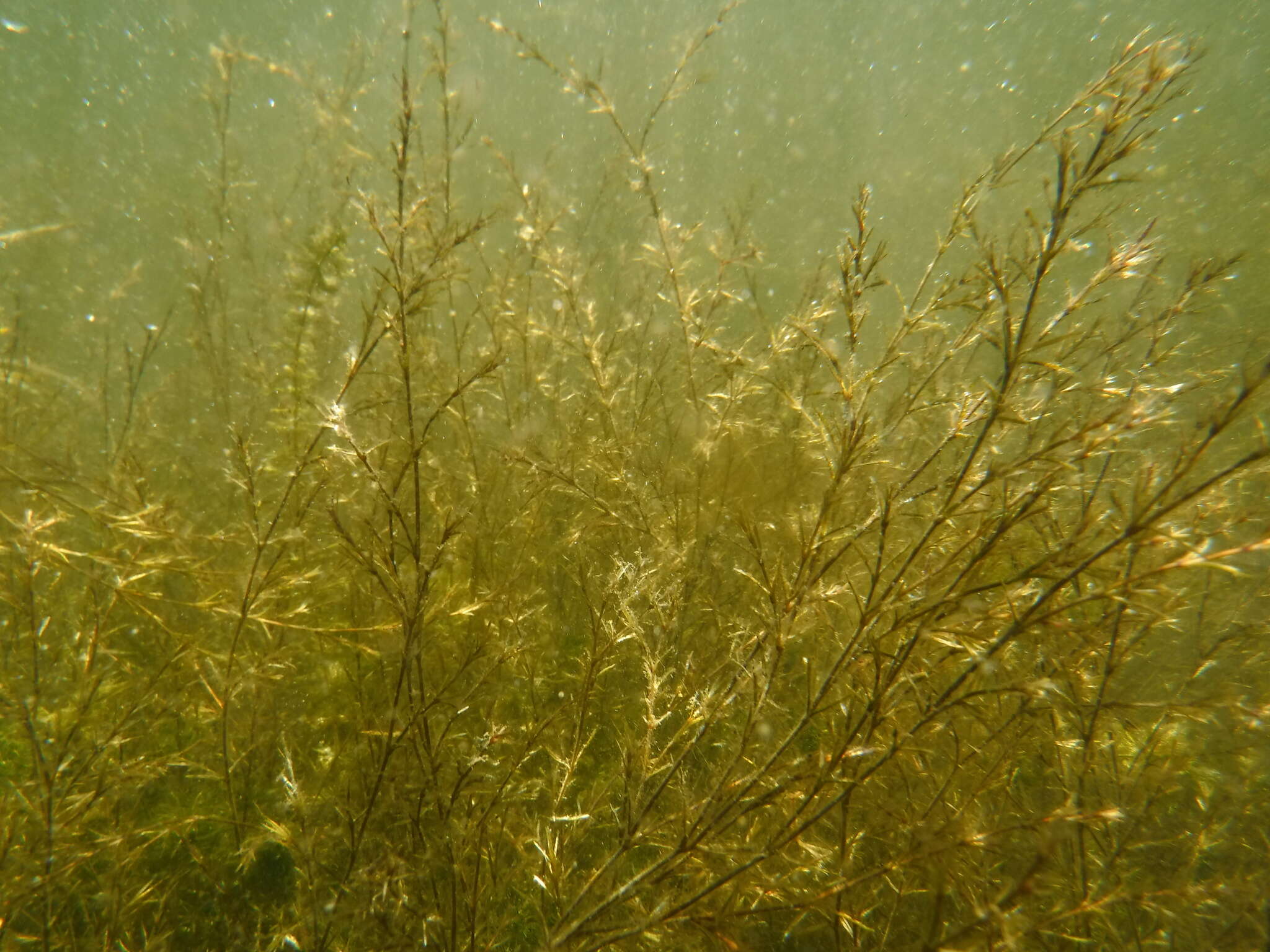 Image of Slender Naiad