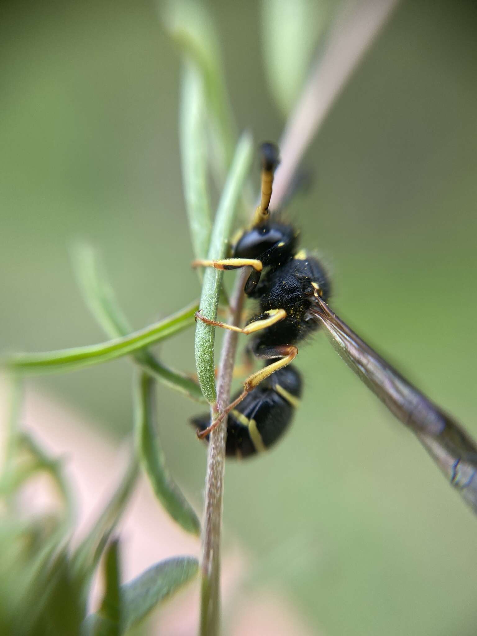 Imagem de Odynerus spinipes (Linnaeus 1758)