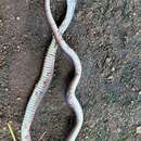 Image of Forest Marsh Snake