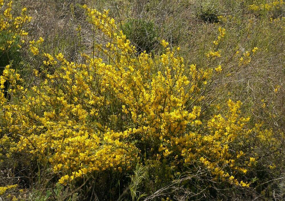 Image of Cytisus borysthenicus Gruner