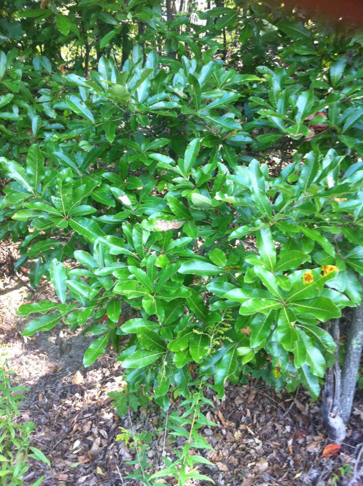 Image of Laurel Oak