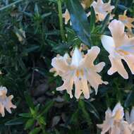 Image of Santa Lucia Mountain bush monkeyflower