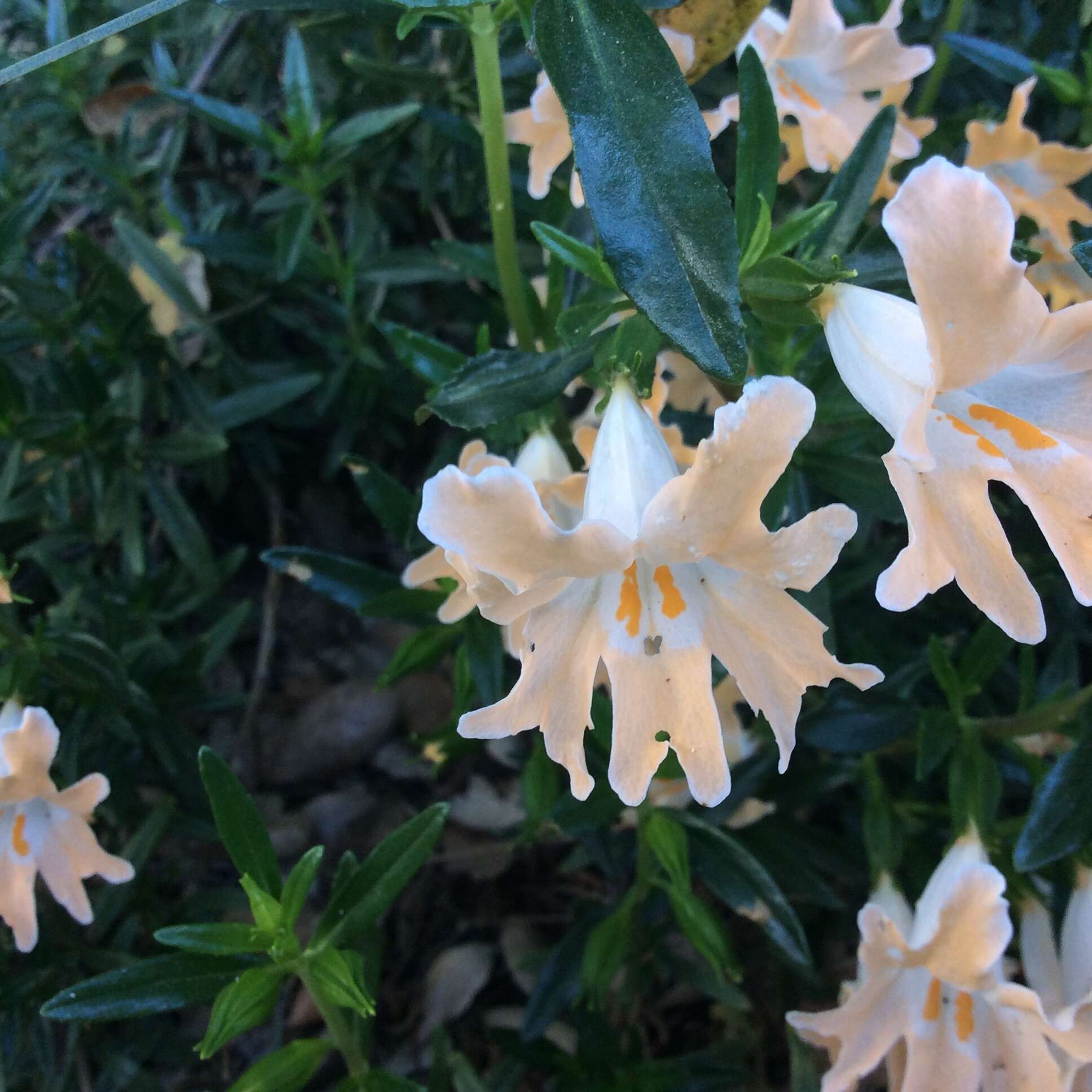 Image of Santa Lucia Mountain bush monkeyflower