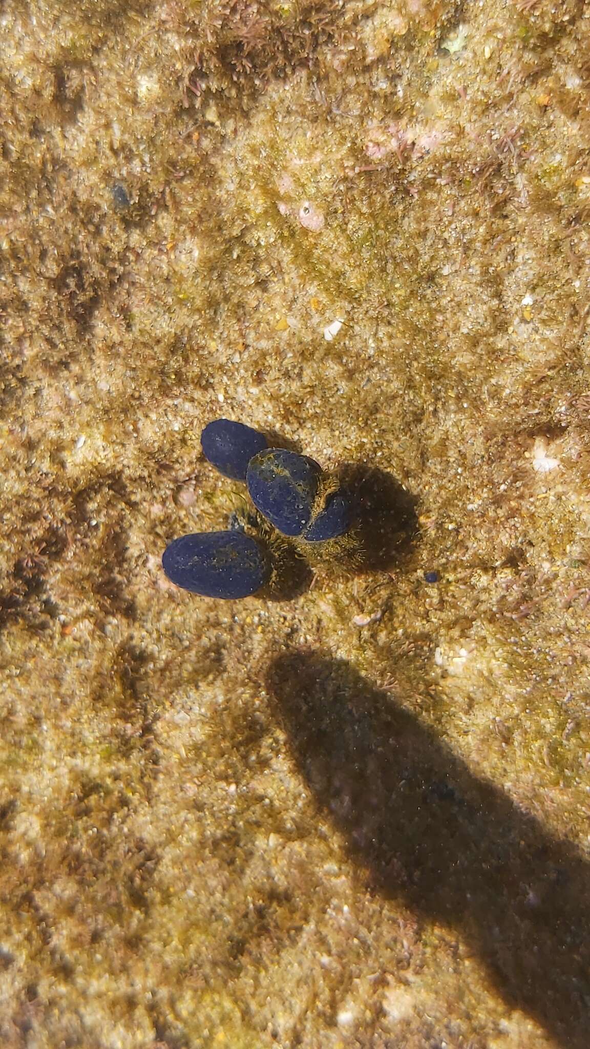 Image de Eudistoma caeruleum (Sluiter 1909)