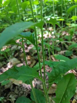 Image of common hawkweed