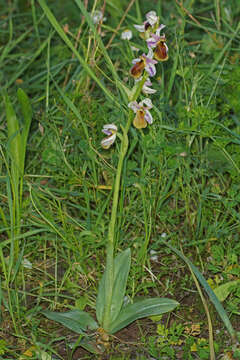 Image of Ophrys argolica subsp. lesbis (Gölz & H. R. Reinhard) H. A. Pedersen & Faurh.