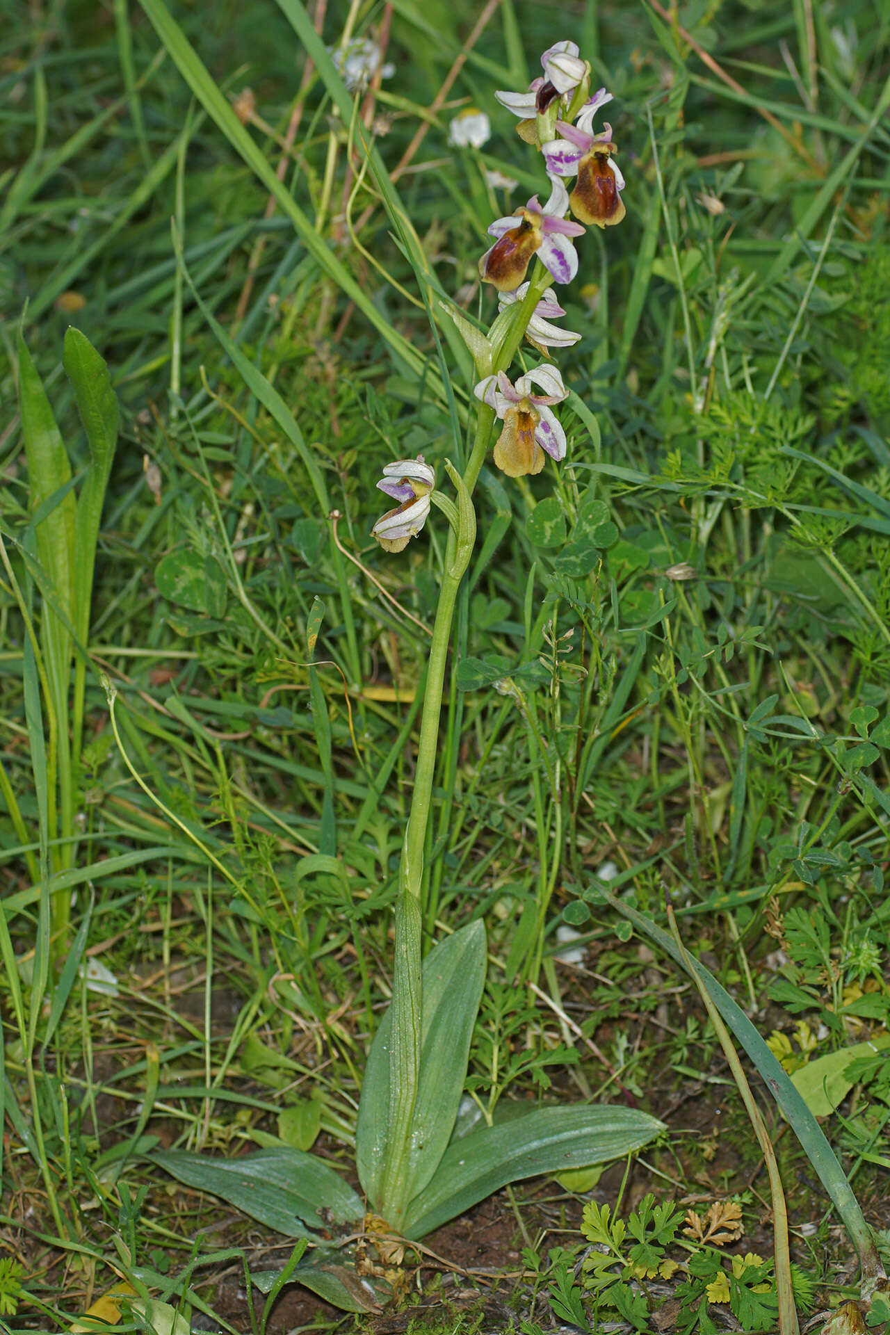 Image of Ophrys argolica subsp. lesbis (Gölz & H. R. Reinhard) H. A. Pedersen & Faurh.