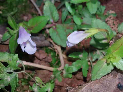 Image of <i>Torenia anagallis</i>