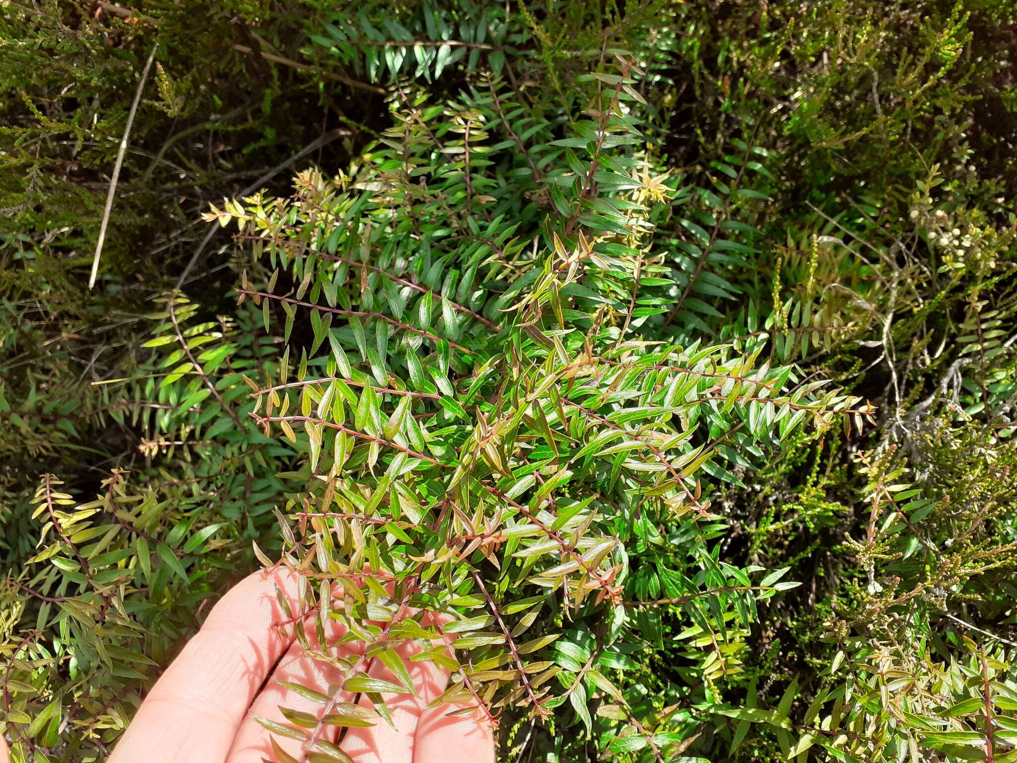 Image of Coriaria pteridoides W. R. B. Oliv.