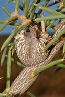 Image de Hakea psilorrhyncha R. M. Barker