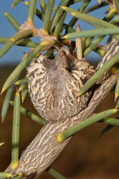 Image de Hakea psilorrhyncha R. M. Barker