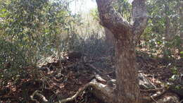 Image of Sansevieria canaliculata Carrière