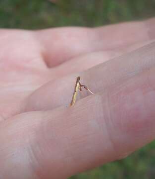 Image of Caloptilia chrysitis (Felder & Rogenhofer 1875)