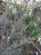 Image of Anthocercis angustifolia F. Müll.