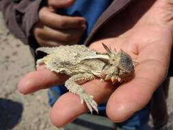 Image of Cedros Island Horned Lizard