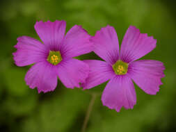 Image of Oxalis arenaria Bert.