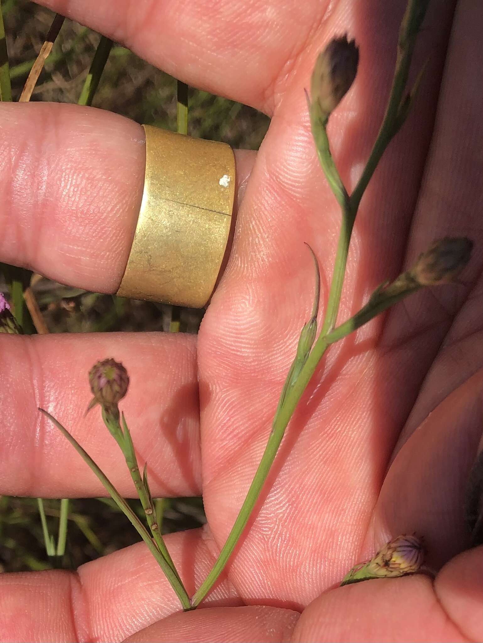 Sivun Symphyotrichum tenuifolium (L.) G. L. Nesom kuva