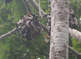 Image of Chestnut-capped Flycatcher