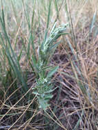 Sivun Chenopodium leptophyllum (Moq.) Nutt. ex S. Wats. kuva