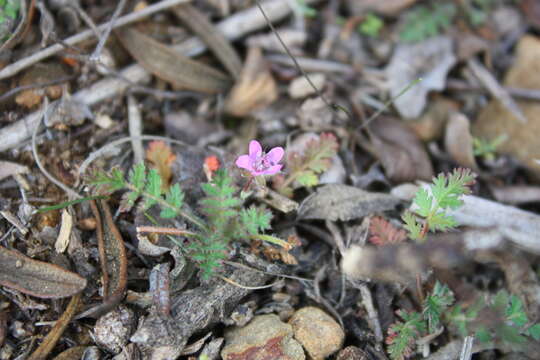 Image of Common Stork's-bill