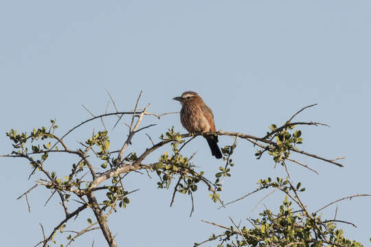 Image of Purple Roller