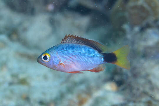 Image of Humpback red snapper