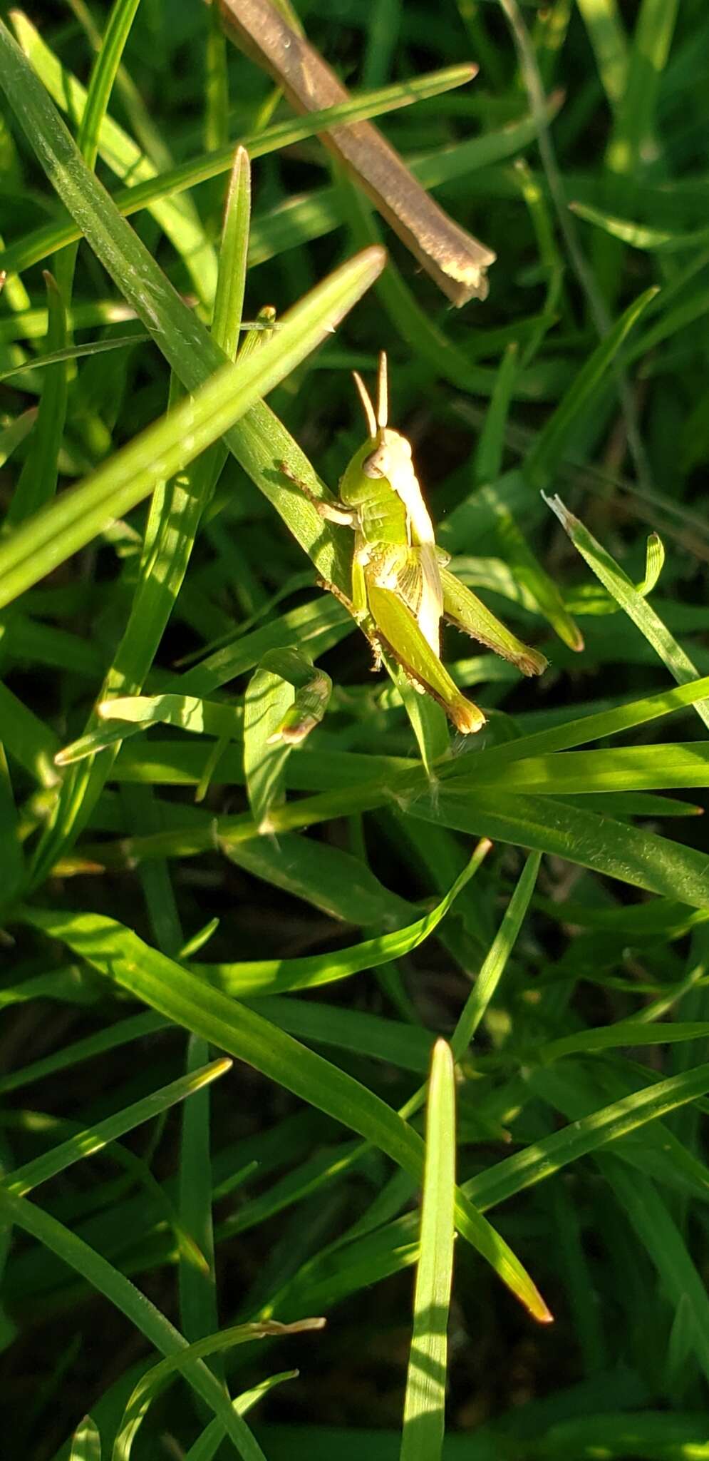 Orphulella punctata (De Geer 1773) resmi